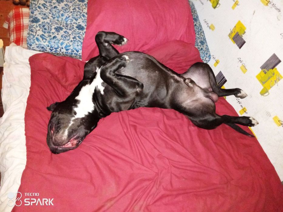 АмСтафф XXL (43- кг)