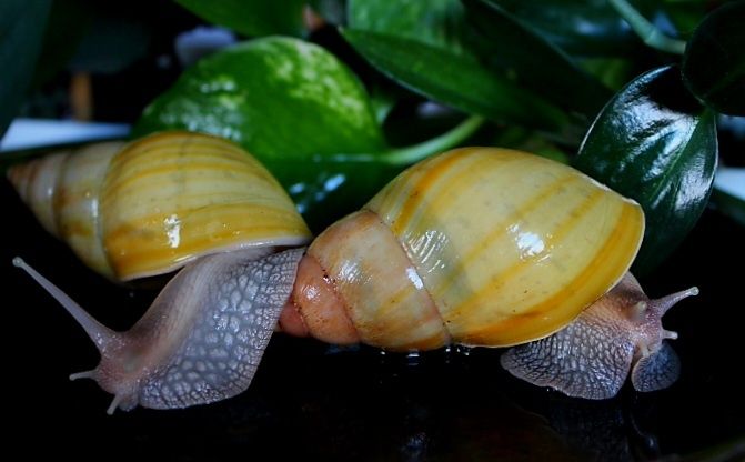 Lissachatina fulica rodatzi ślimak afrykański