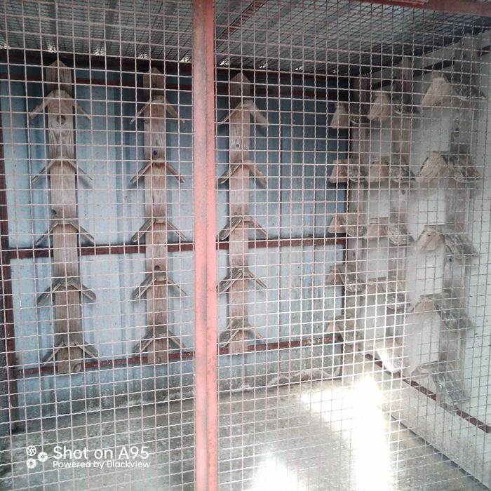 Pombal para reprodutores ou borrachos