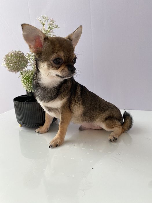 Чіхуа хлопчик гарнесенький