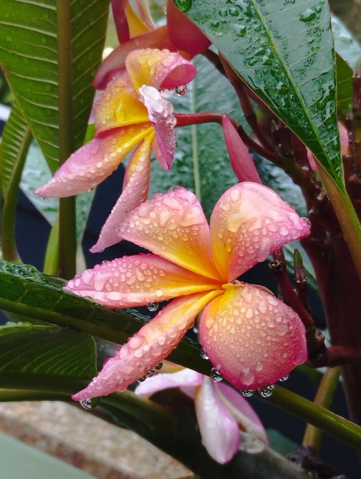 Poda de Jasmim manga ou plumeria.
