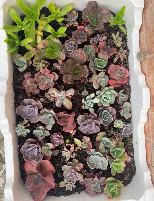 Suculentas Caixinhas “aprendiz”  Caixas com 20 suculentas de diversas variedades. (Sortidas)  20 suculentas 20€ ( sai 1€ cada)