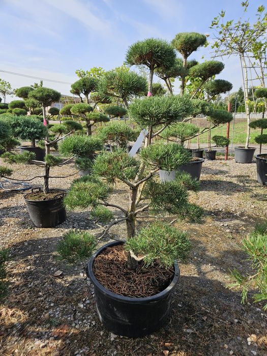 Sosna bonsai norks typ