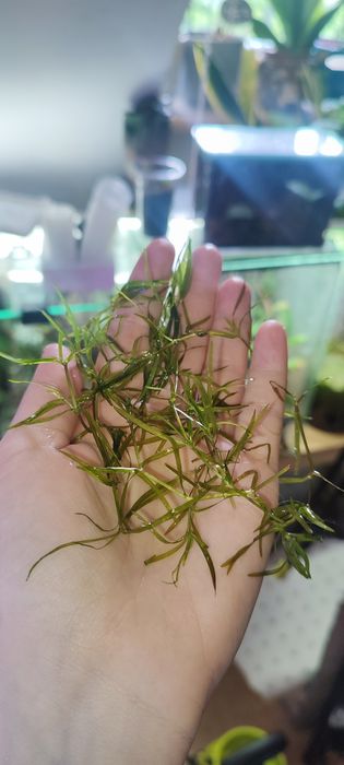 Roślina guppy grass najas guadelupensis duża ilość