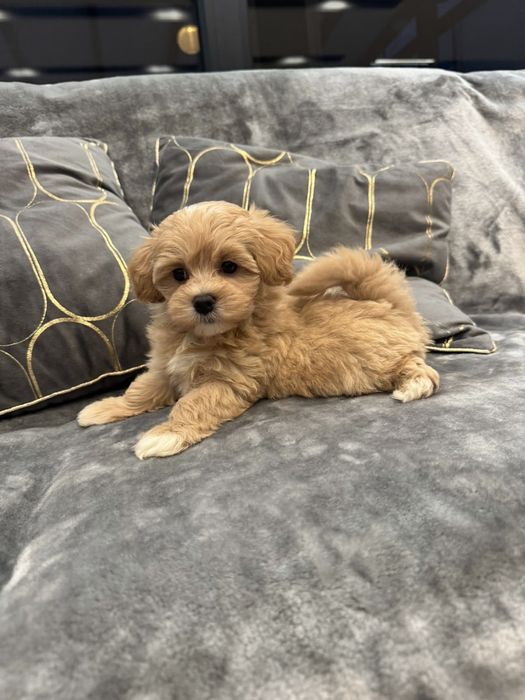 CUDOWNY Szczeniak Maltipoo  ! Rodowód + Chip!