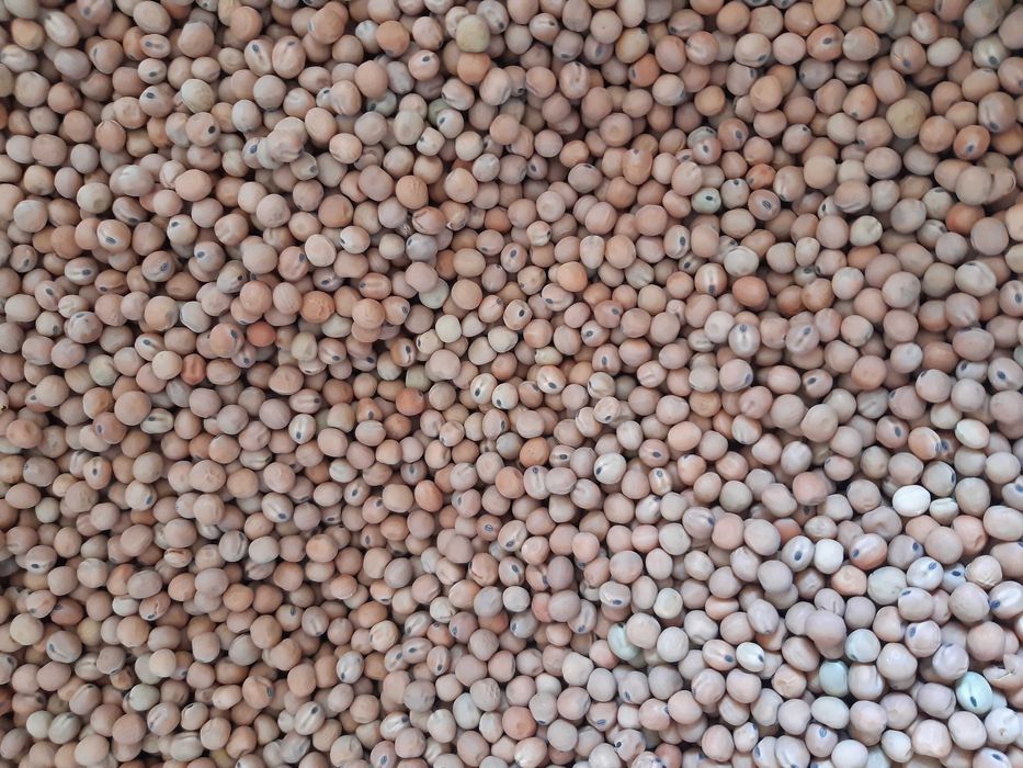 Groch pastewny Peluszka wyczyszczona na petkusie