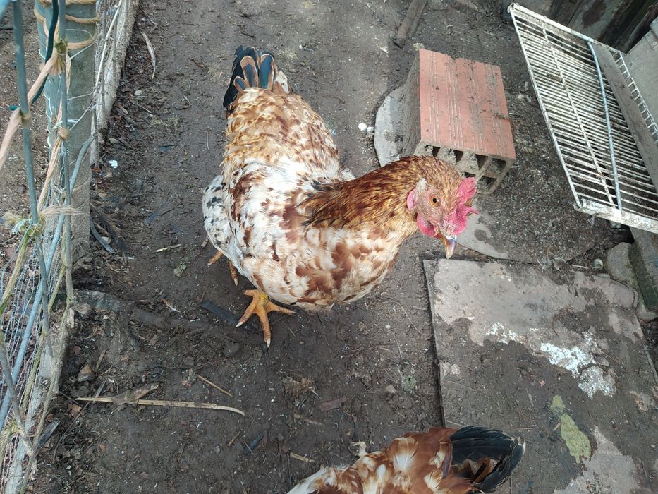 Frangos do campo,  Galos, Galinhas