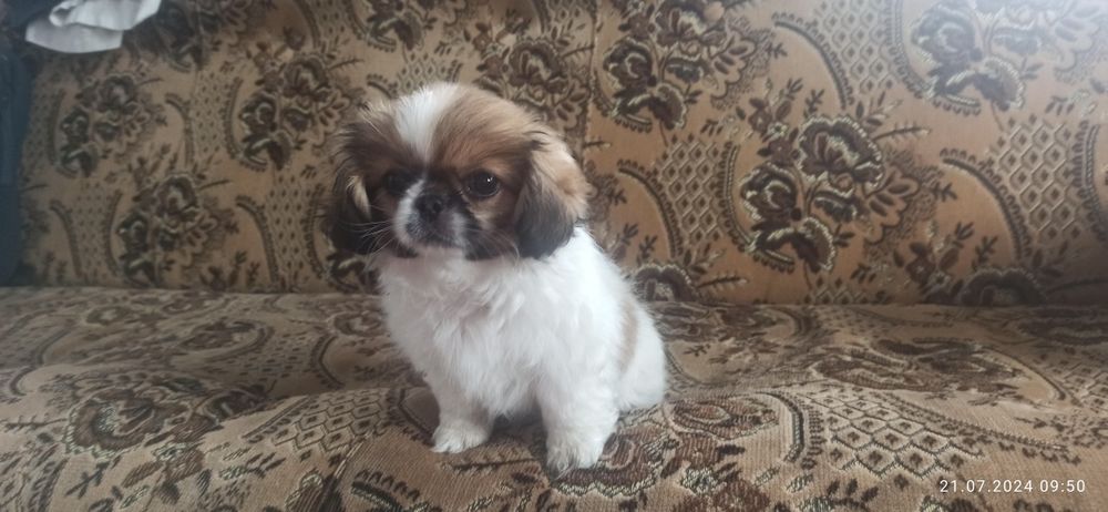 Собачки Пікінеси