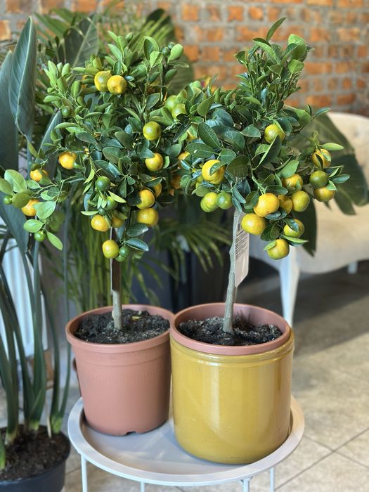 Цитрусові дерева Кумкват, Лимонне дерево, лаймкват, каламондин