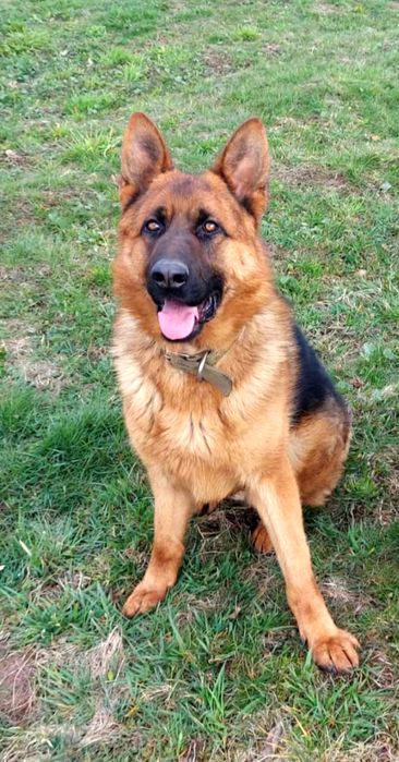 Німецька вівчарка готова до в'язки. Вік, 2 роки три місяці