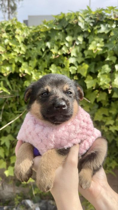 Cães bebés para adoção responsável