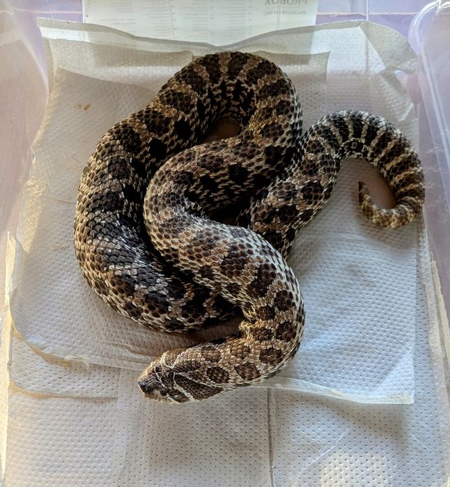 Likwidacja hodowli. Heterodony zachodnie