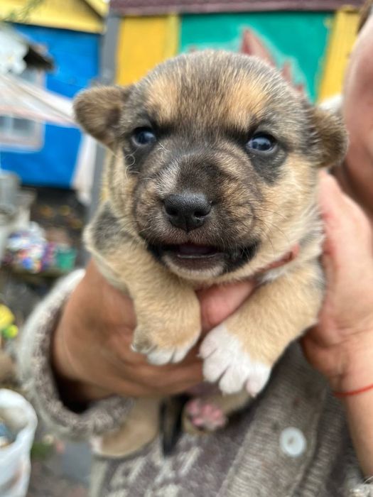 Малюки шукають добрих та люблячих людей.