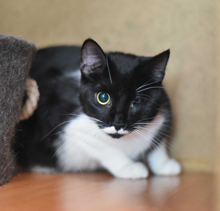 Молодая кошка Лётка ищет дом