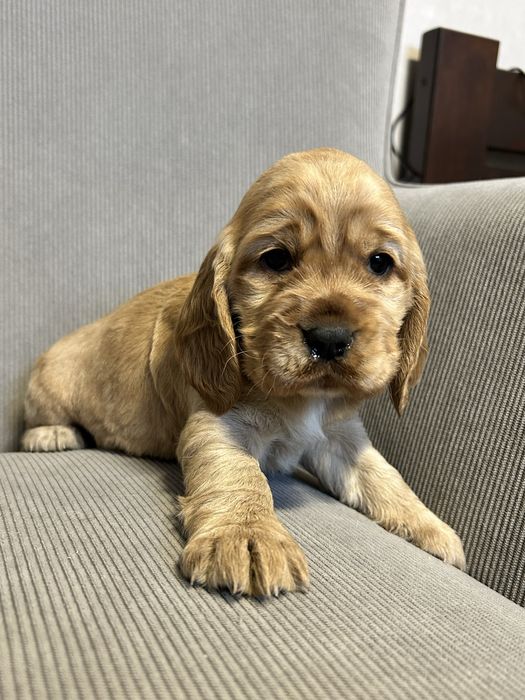Cocker Spaniel Angielski, Szczeniaczek
