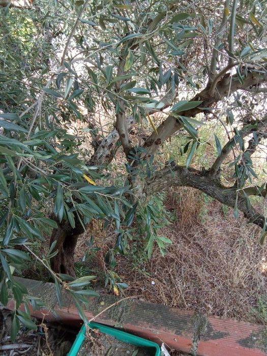 Casa de xisto com quintal