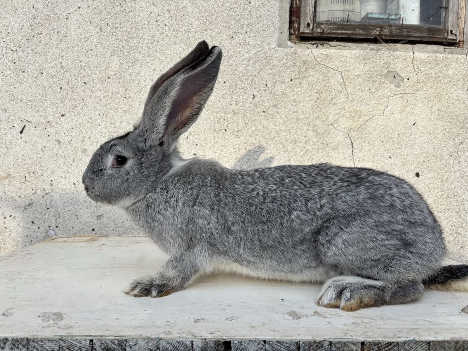 0.1 Європейська Шиншила