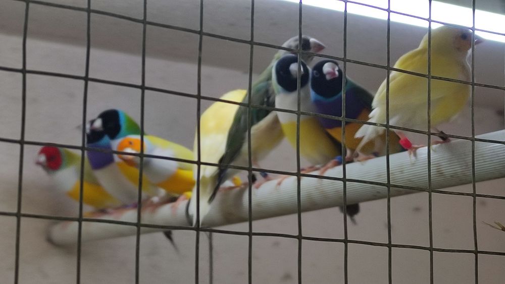 Diamantes de gould várias mutações