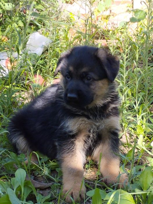 Cachorro Pastor Alemão.