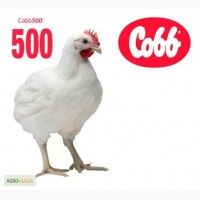 Яйцо инкубационное бройлерное Cobb-500 ( Польша)