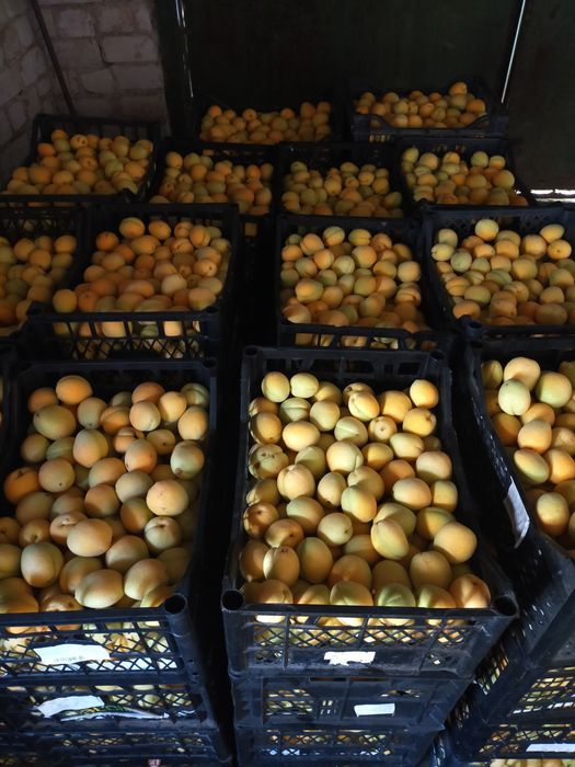 Продам сад с. Троицкое Беляевского р-на,Одесской обл.