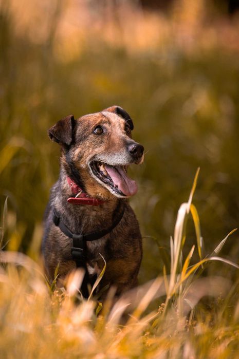 Bolek - uroczy, mądry, spokojny psiak do adopcji.