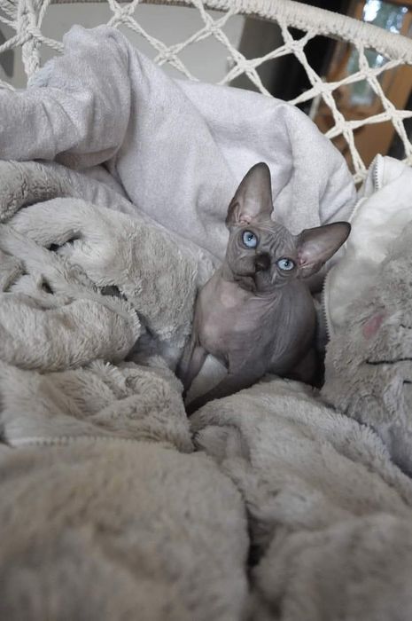 Łysy kot sfinks  wcf