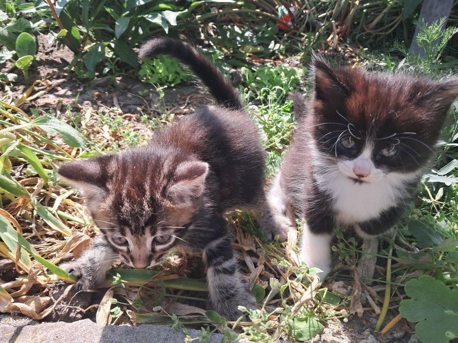 Шикарные котята ищут дом