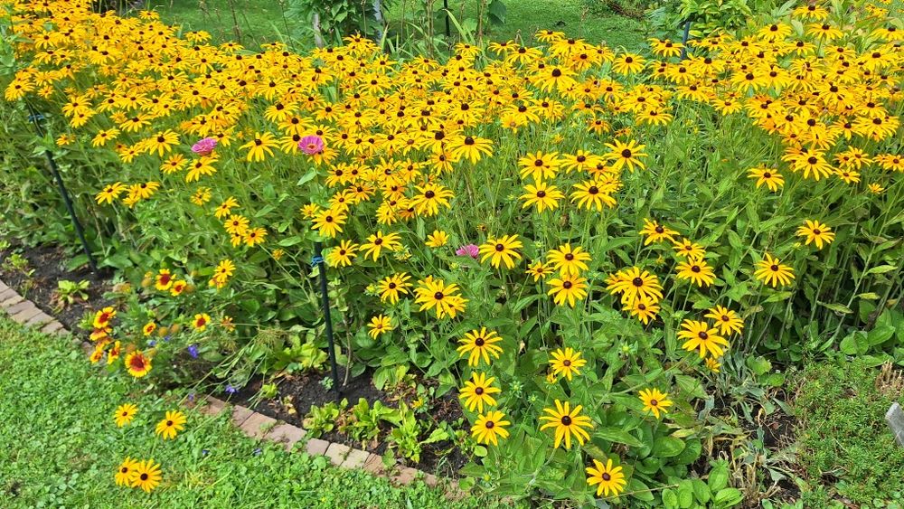 Rudbekia duże  kępy