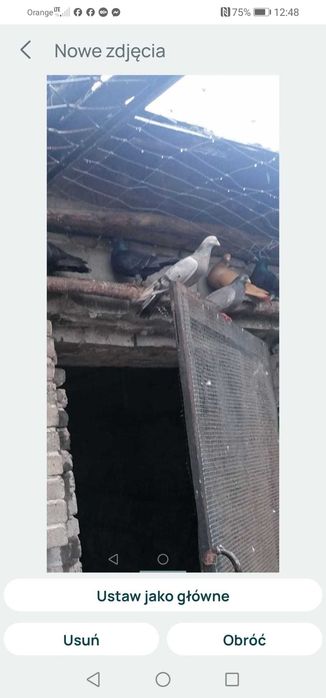 Gołębie tiplery, pocztowe i inne