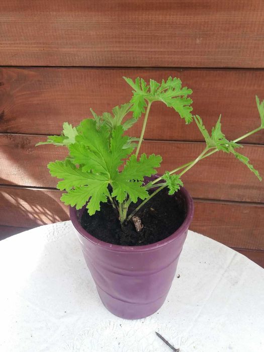 okazja geranium anginka na przyziebienia, geranium kwiat