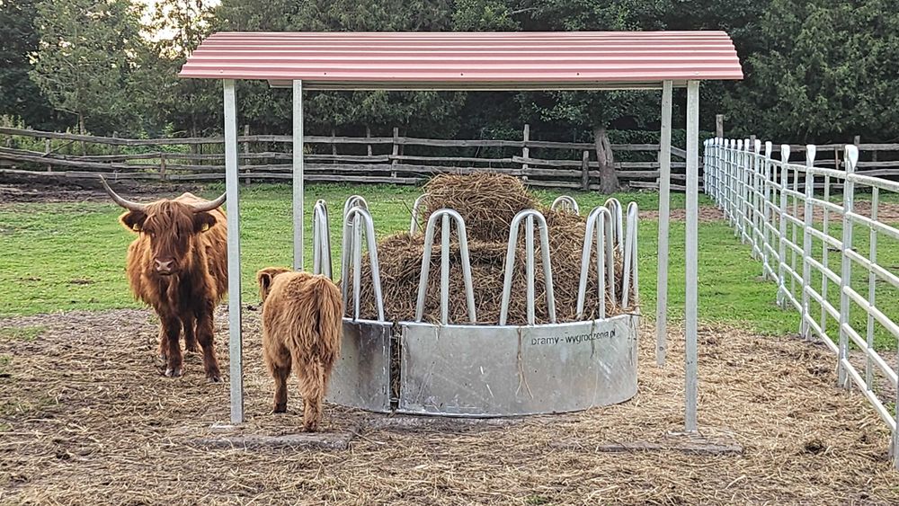 Pasnik 12 stanowiskowy dla bydła dla koni, karmnik, kosz do bele
