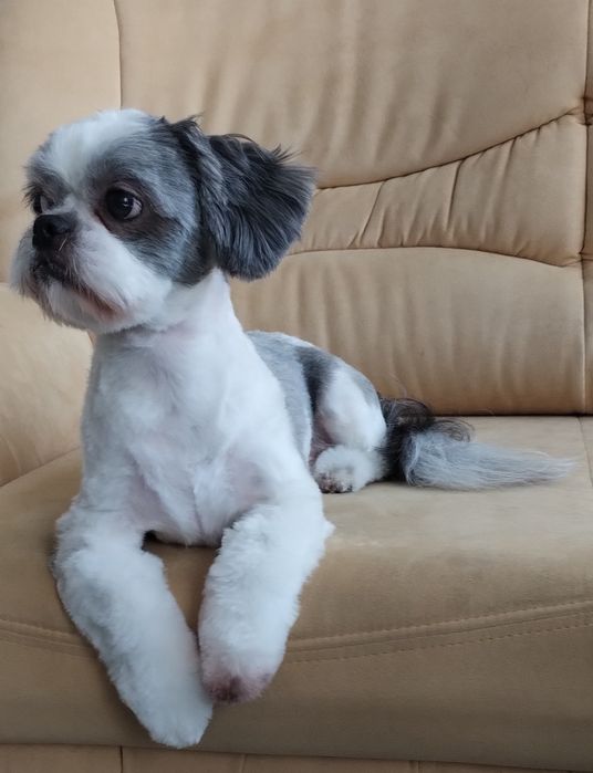 Strzyżenie piesków- groomer z sercem i doświadczeniem