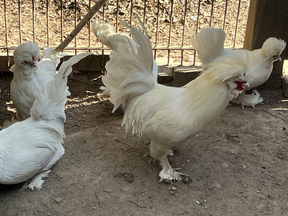 Sułtan-jaja lęgowe