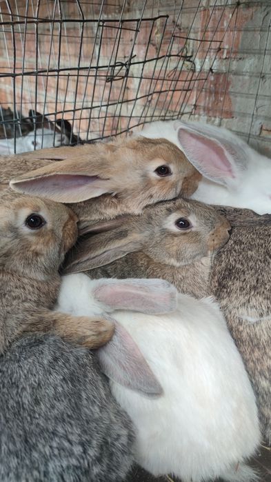 Кролі, кролики!!