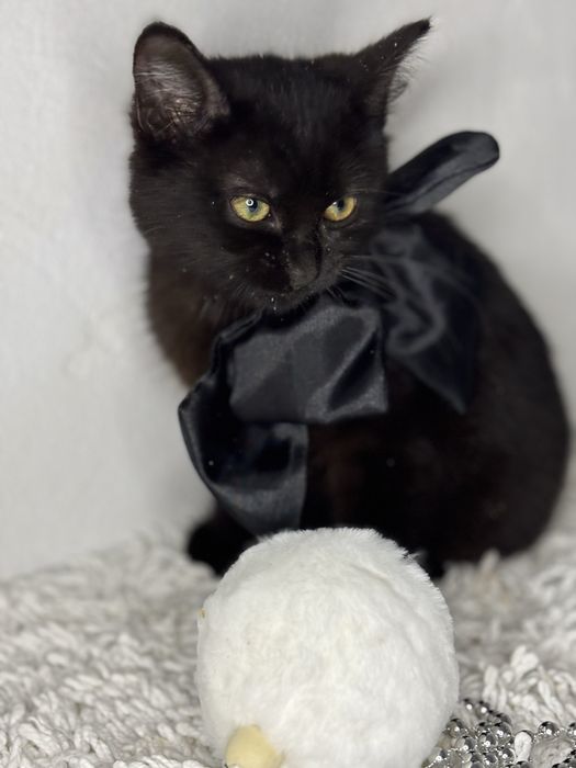 Кошеня в добрі руки