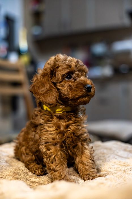 Щенок той пуделя мальчик