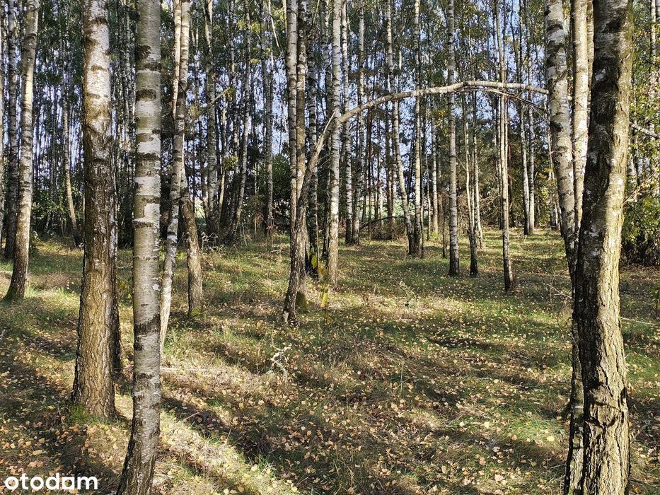 Stary Drewniany Dom Z 1 939 R. 7 791 M² Własny Las Brzozowy Osówka