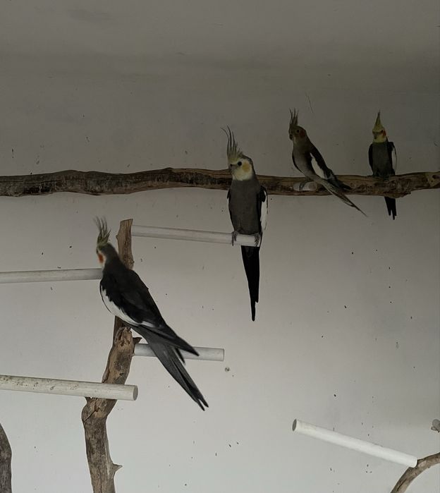 Casais de Caturras