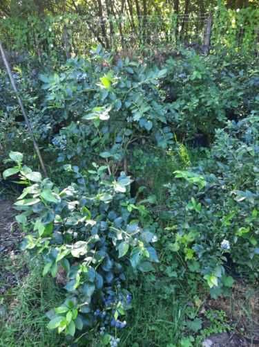 CARBOMAT nawóz pod borówki 20l ( 4.0 - 4.5 pH )