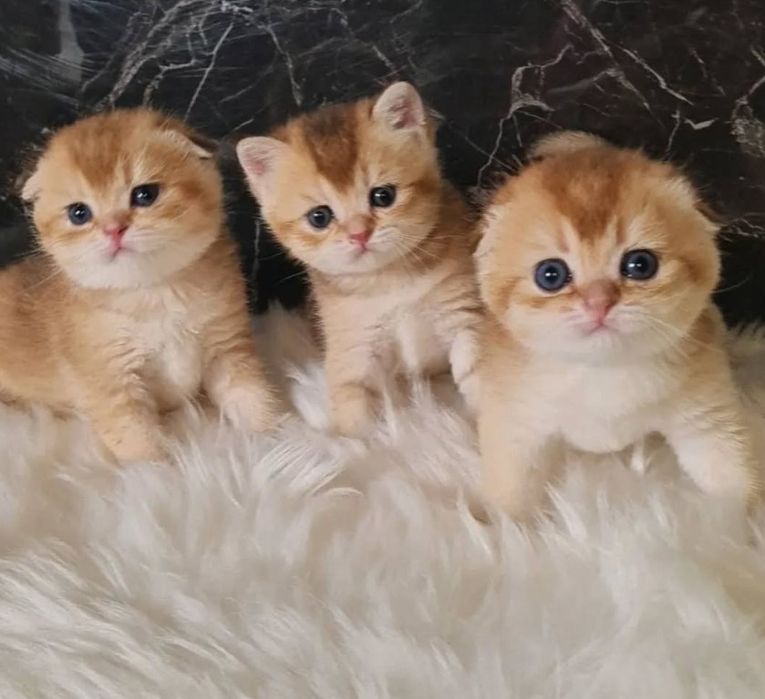 Золотые шотландские котята