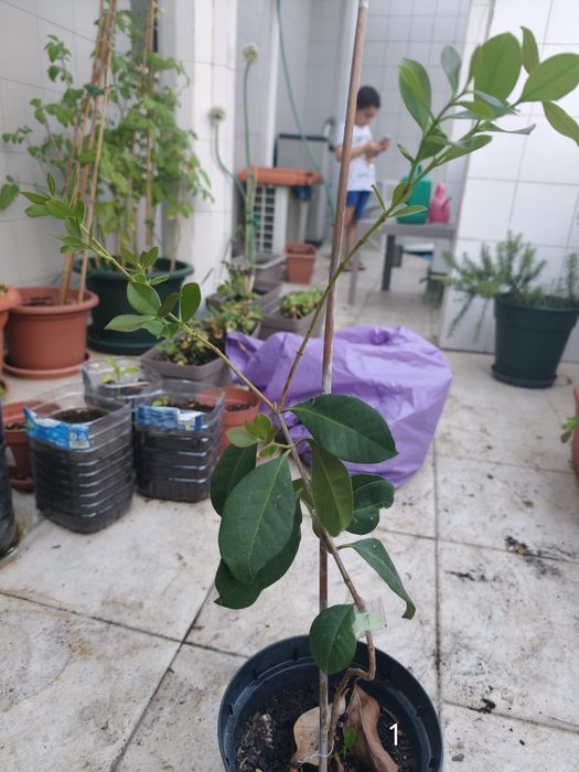 Araçás vermelhas e amarelas (árvores de fruto)