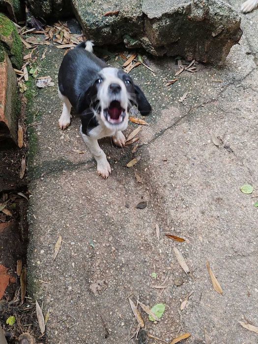 Linda canídea, será doada a quem tiver condições e gostar dela