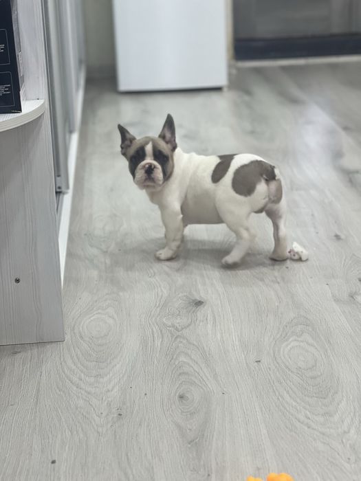 Французські круасанчики