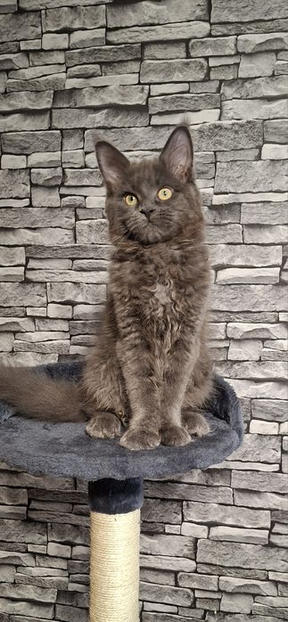 Kotka Maine Coon po Grand International Champion