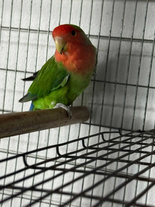 Agapone super bonito