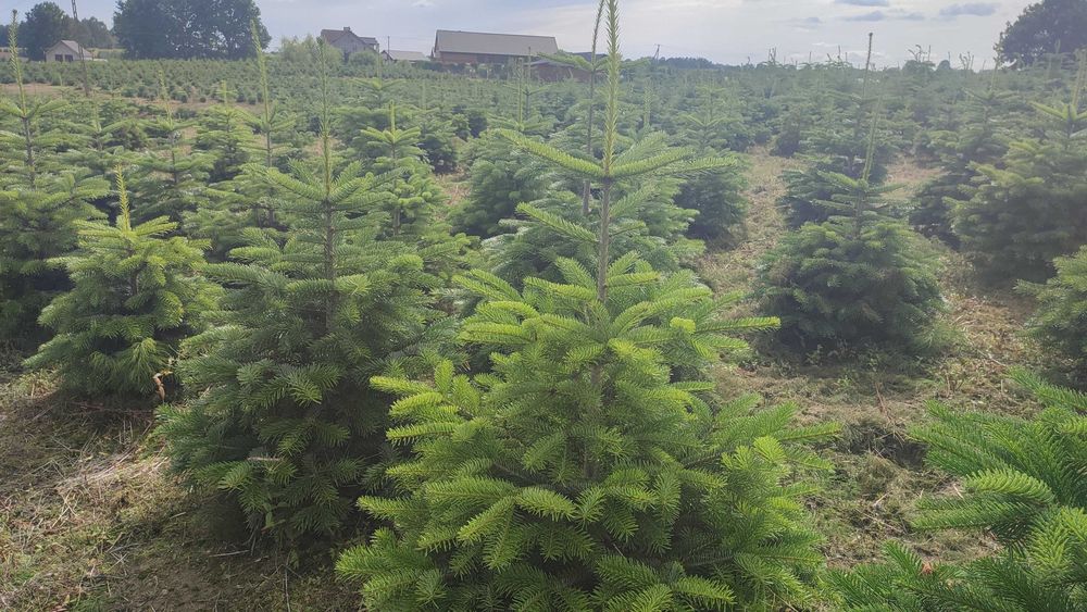 Jodła kaukaska kopana w donicy 60-150 cm choinki PLANTACJA CHOINEK