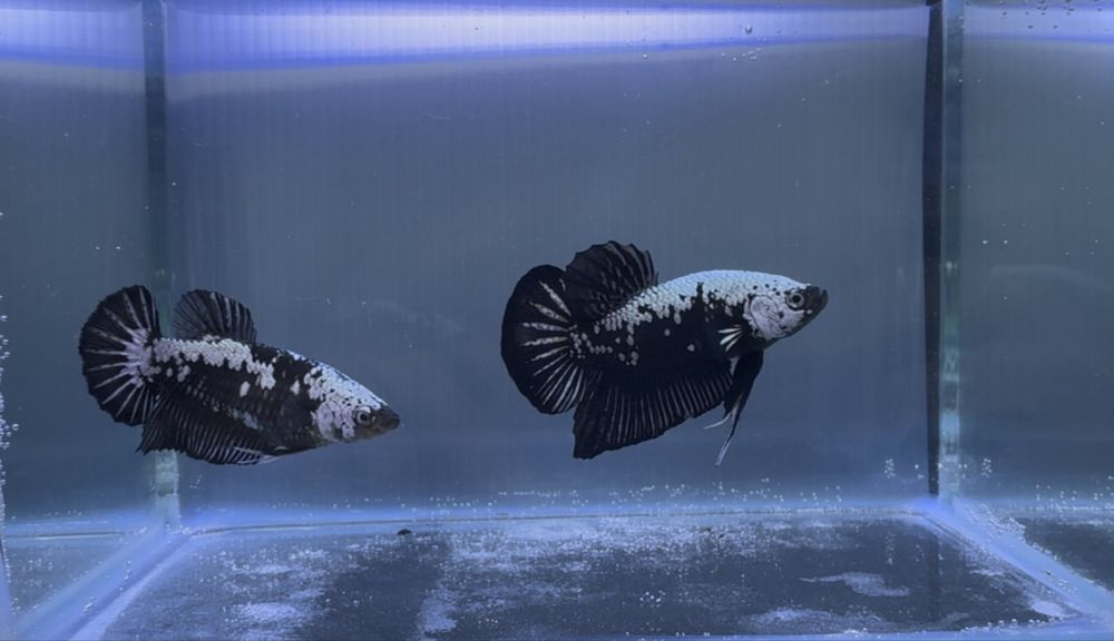 Casal Betta Black Samurai