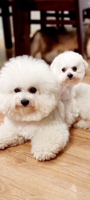 Bichon frise suczka zkwp