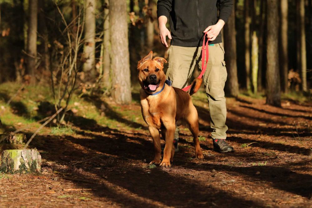 Fido, duży szczeniak, szuka domu